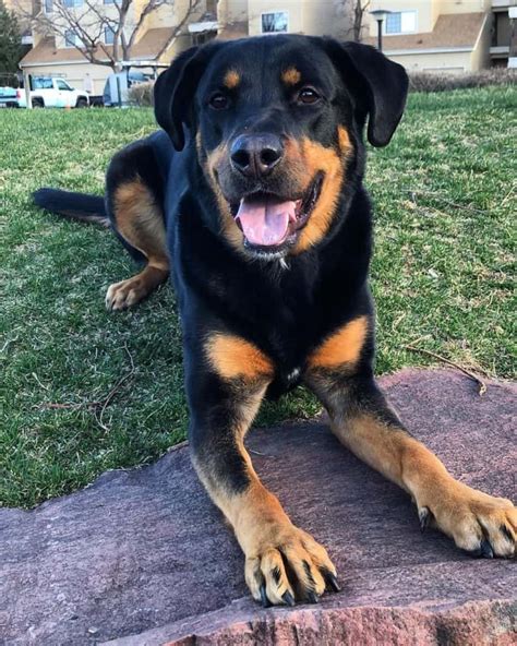 rottweiler and lab mix